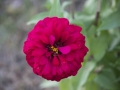 Vibrant Flower Close-up #2
