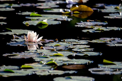 A photo of a water lily taken by Jeremiah Williams