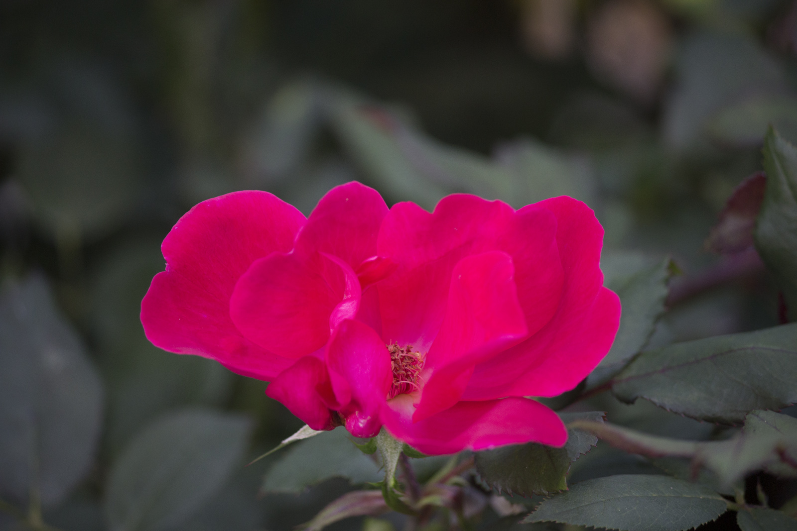 Vibrant flower close-up
