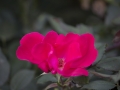 Vibrant flower close-up