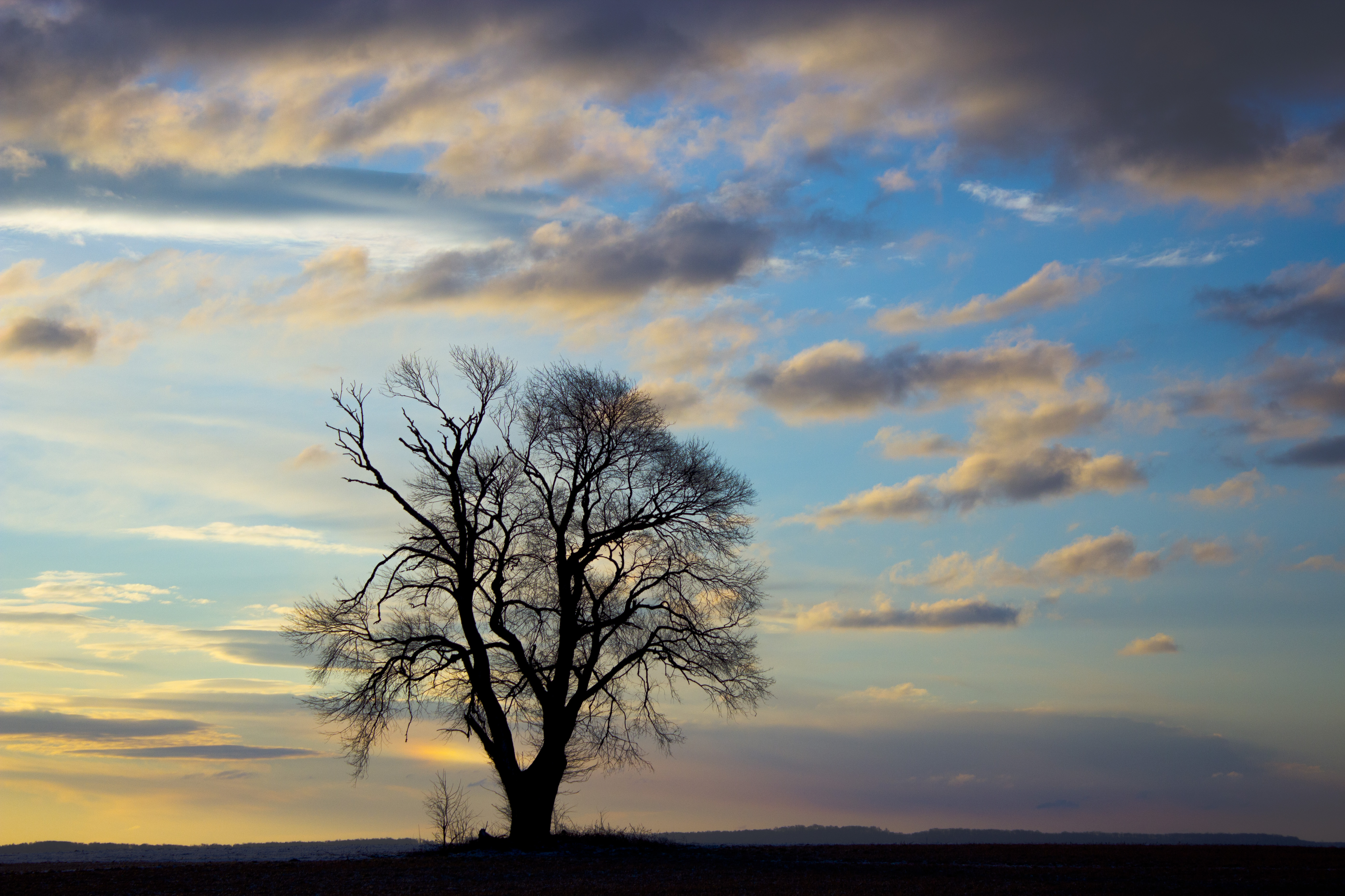 The Lonesome Tree
