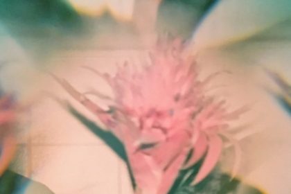 Pic of Flower Lomography